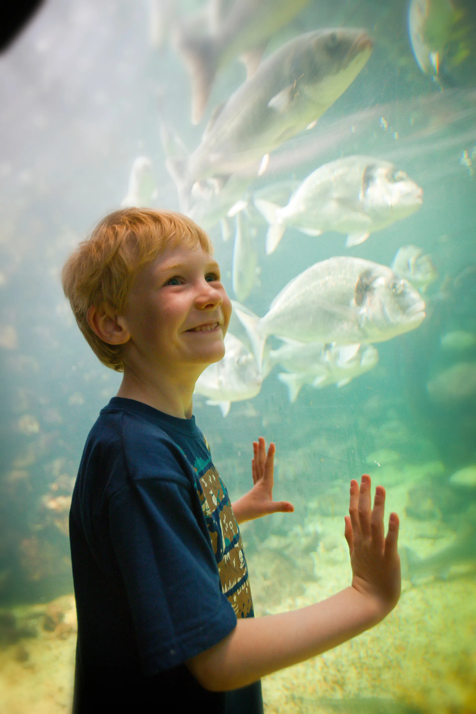 Boy looking into fish tank with fish swimming around