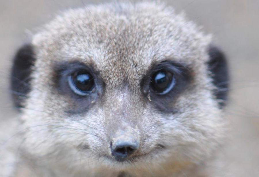 Meerkat at Pili Palas