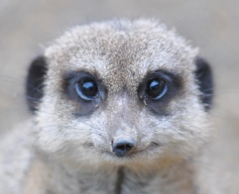 A picture of the famous Meerkat at Pili Palas