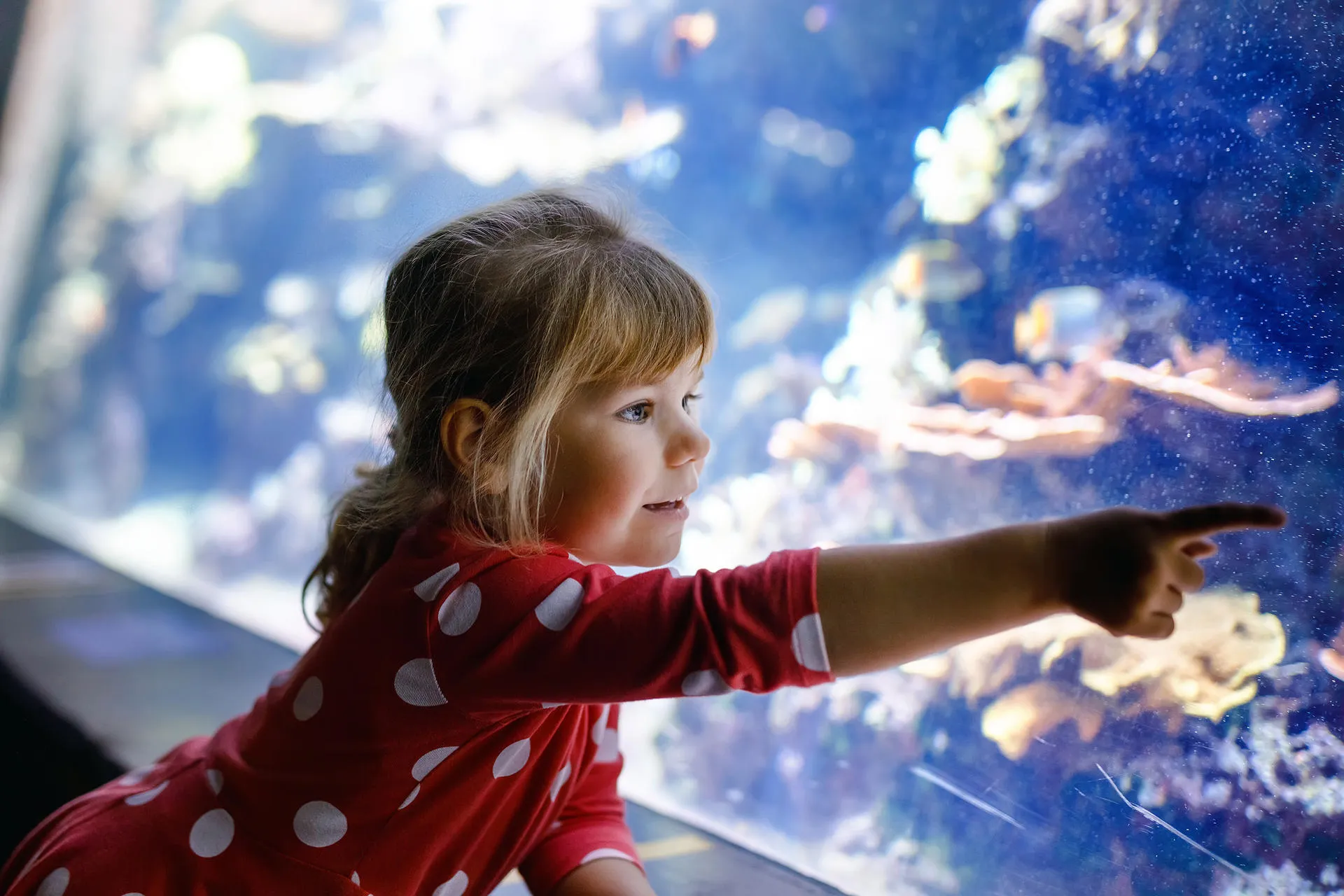 Girl looking at fish in an aquarium