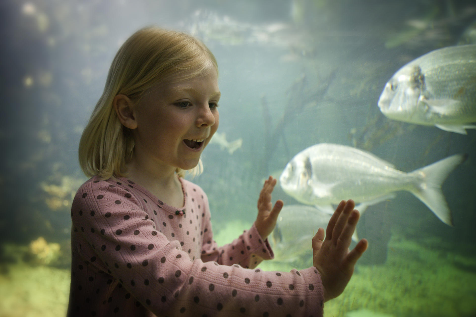Girl looking excited looking into fish tank