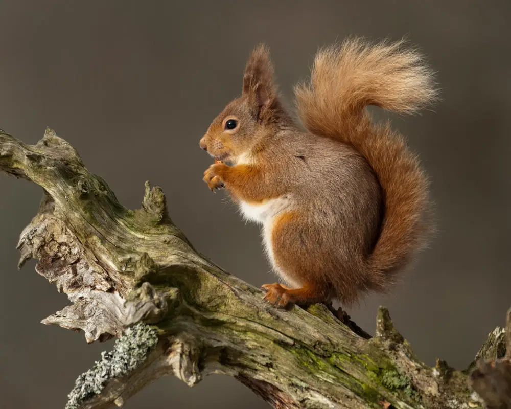 Red squirrel