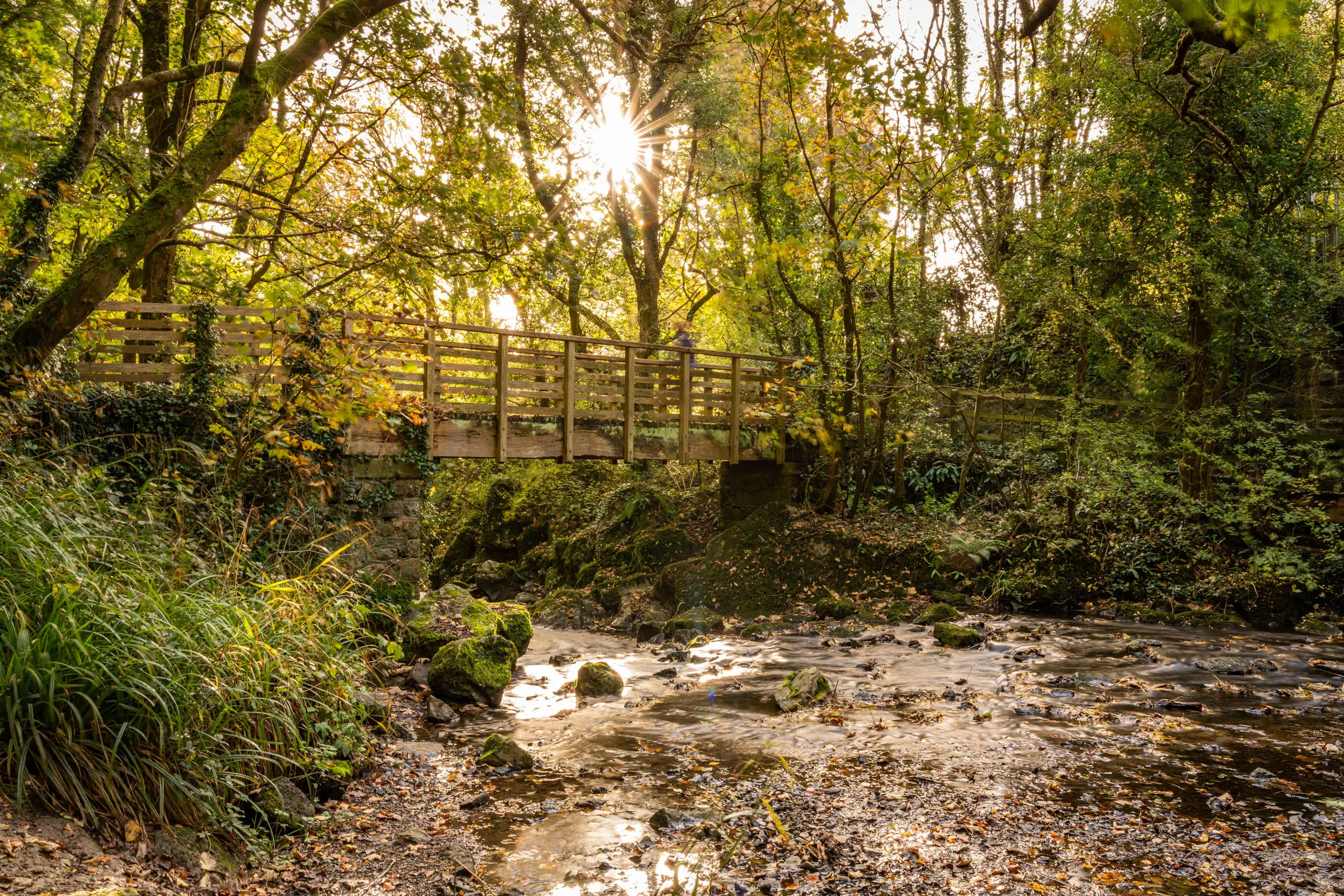 A wooden footbridge over a river in the woodland of the Dingle