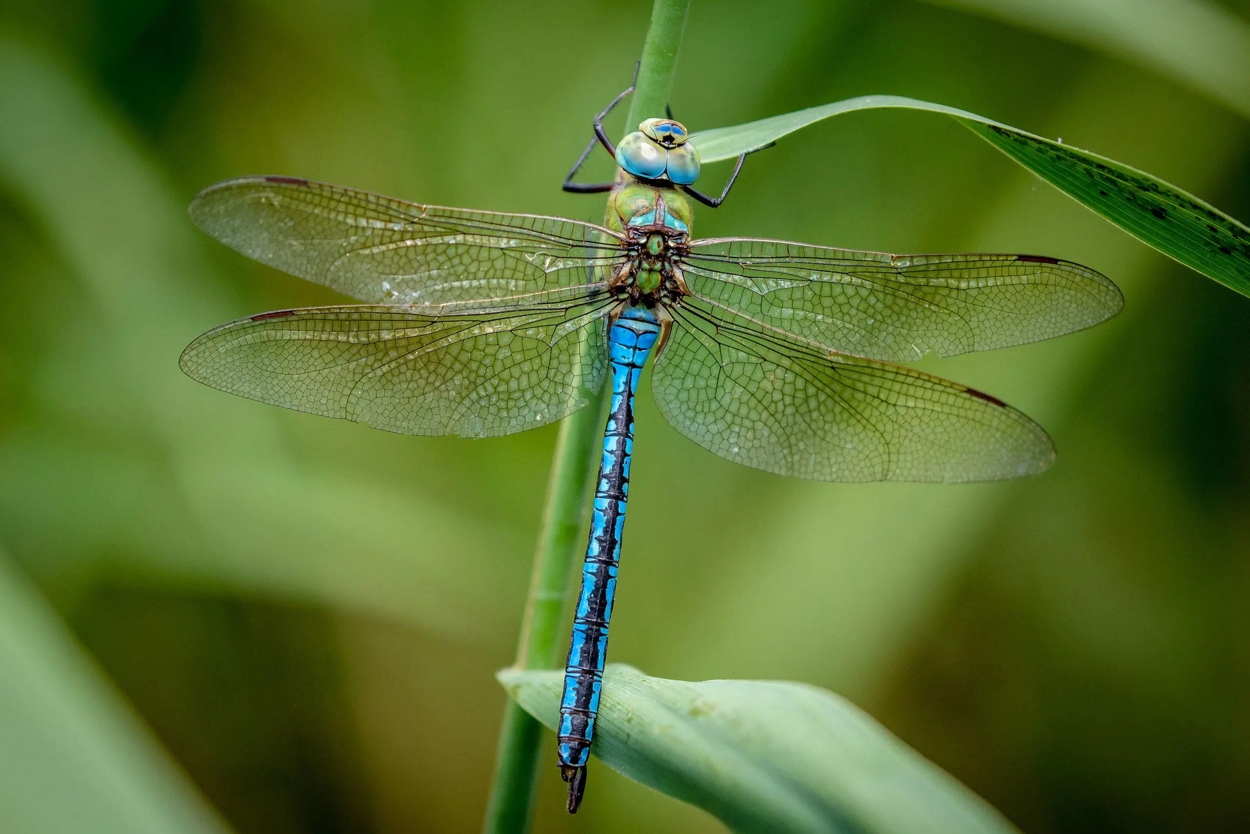 A blue DragonFly