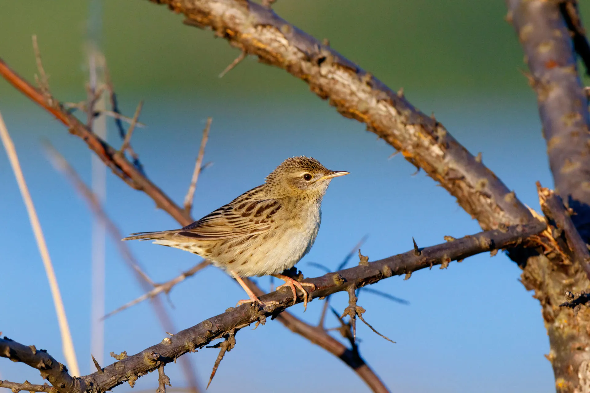 Grasshopper-warbler on a braqnch