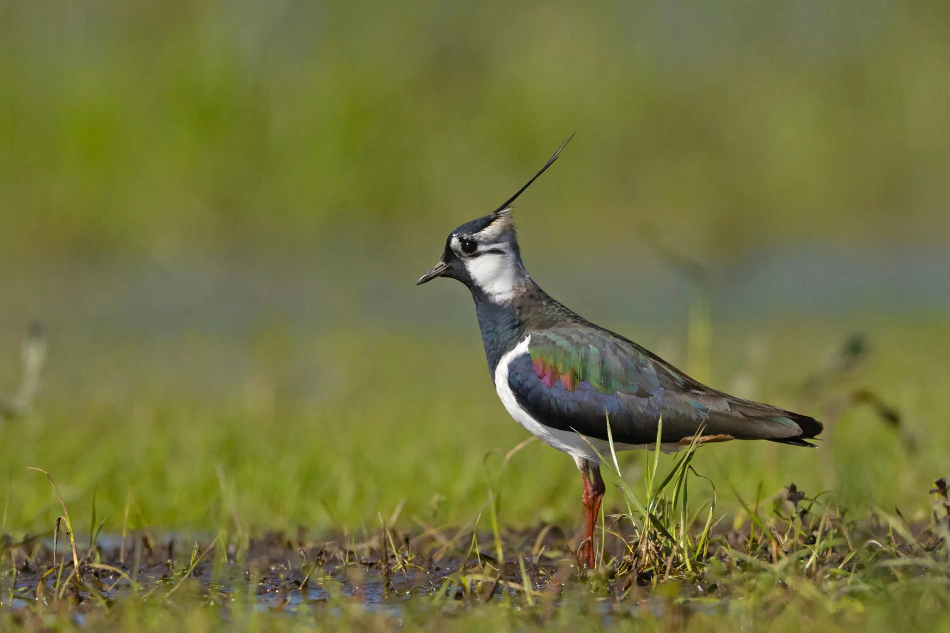 A Lapwing in wetland