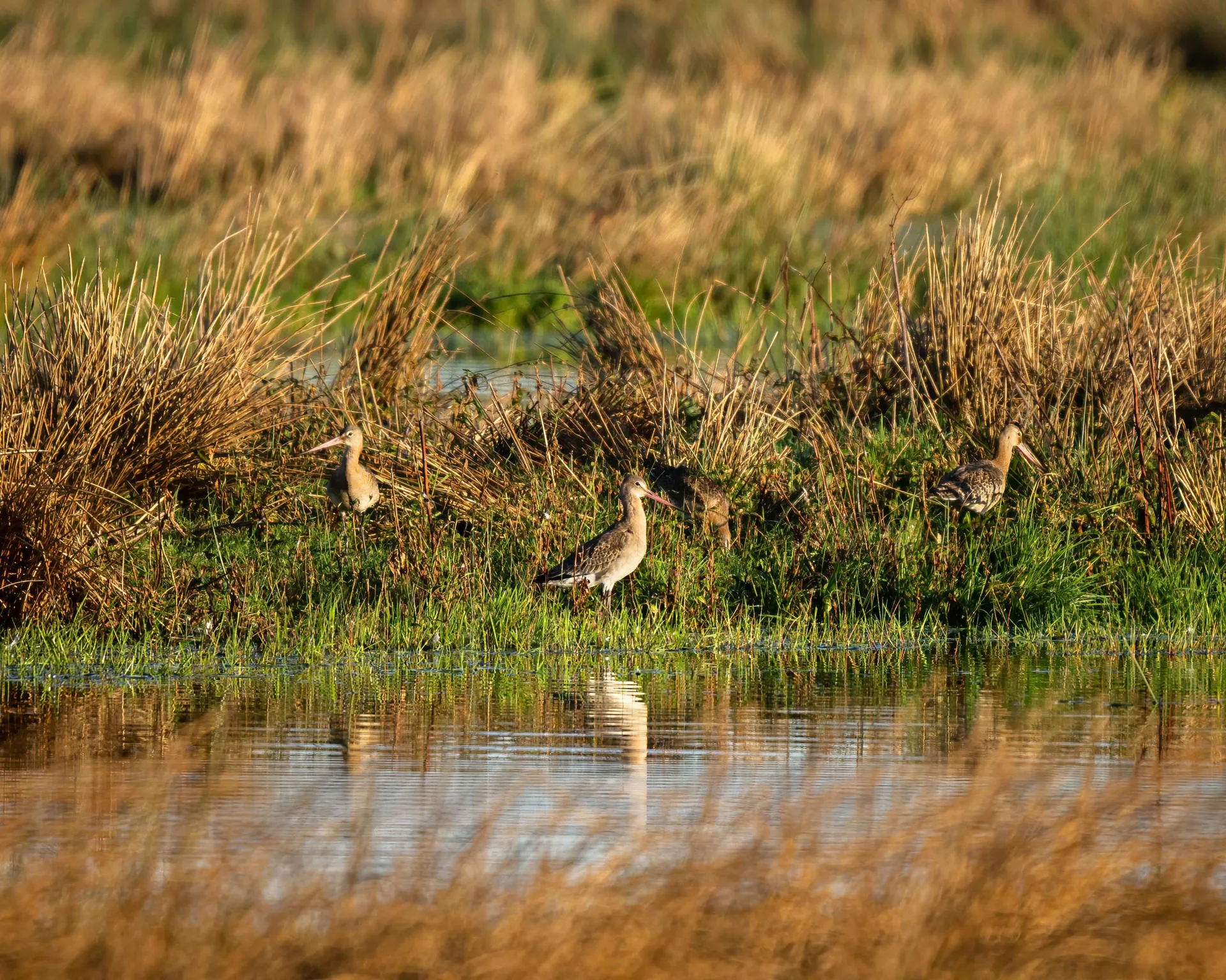 Wildlife at the lakes