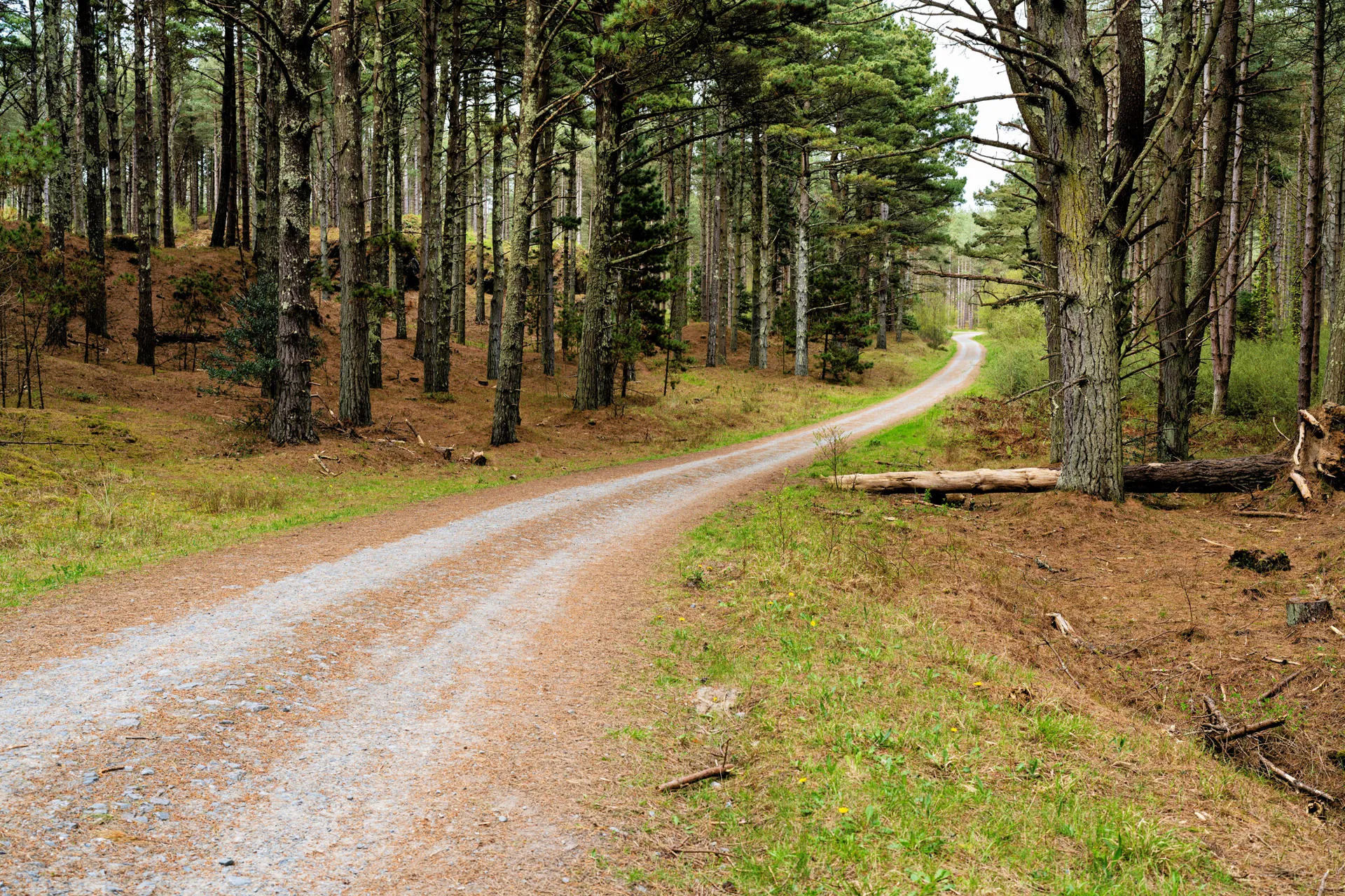 Forest path leading through trees and into the forest.