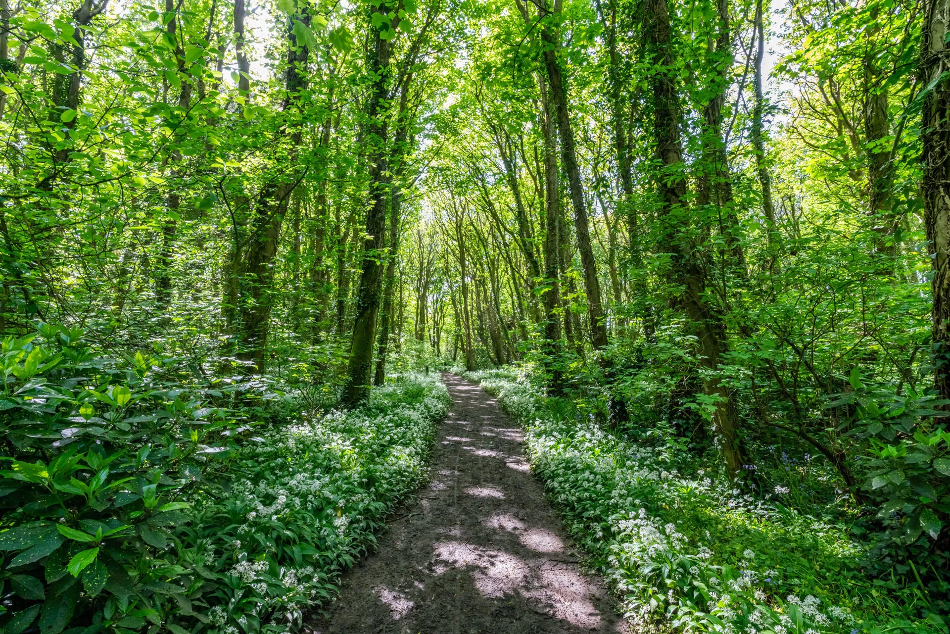 Footpath through the woods at Penrhos with wild-garlic either side
