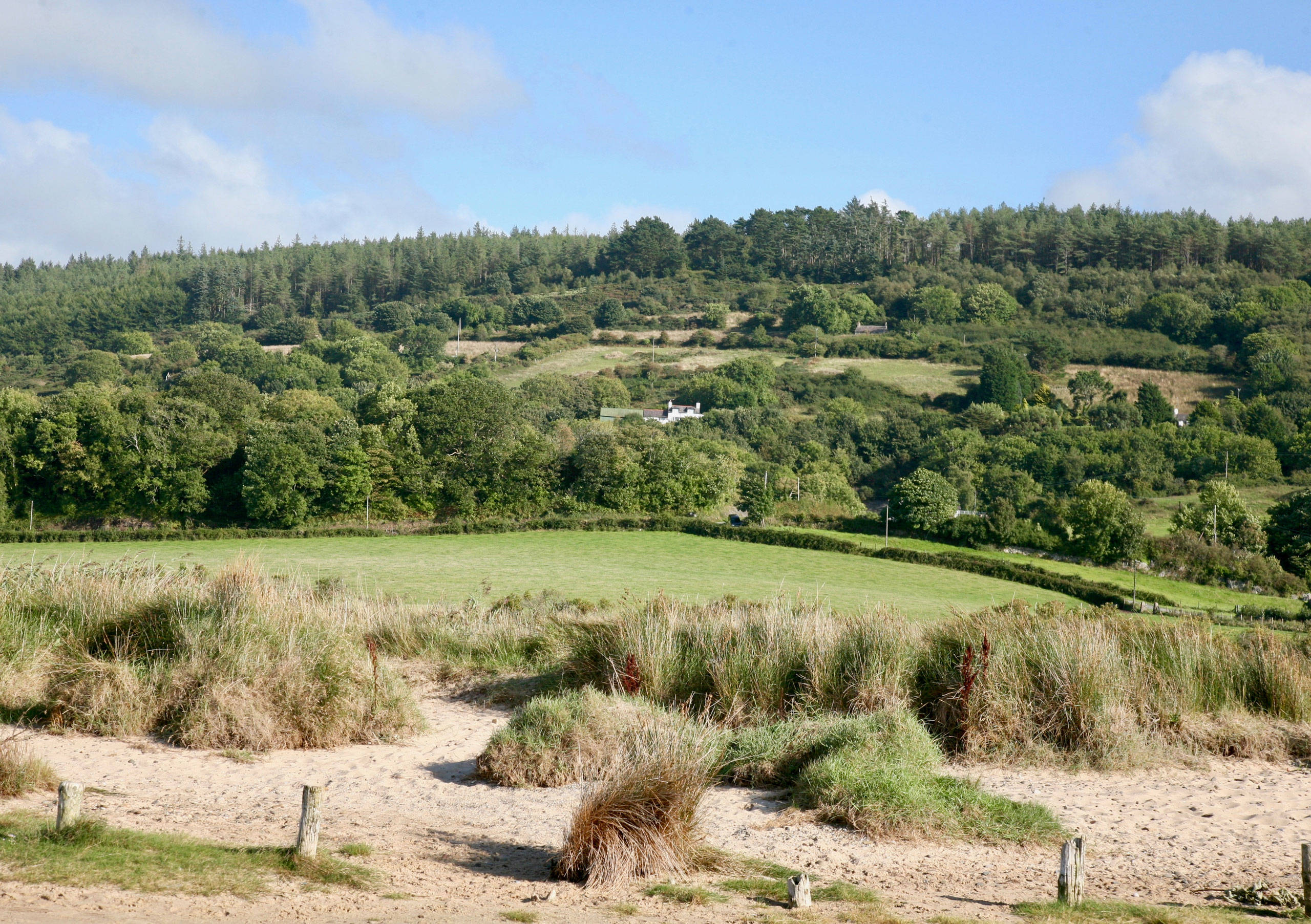  a view of Pentraeth-forest on a sunny day