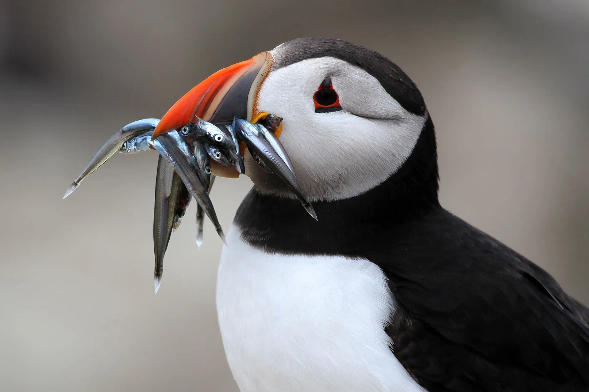 Puffin carrying small fish in its beak