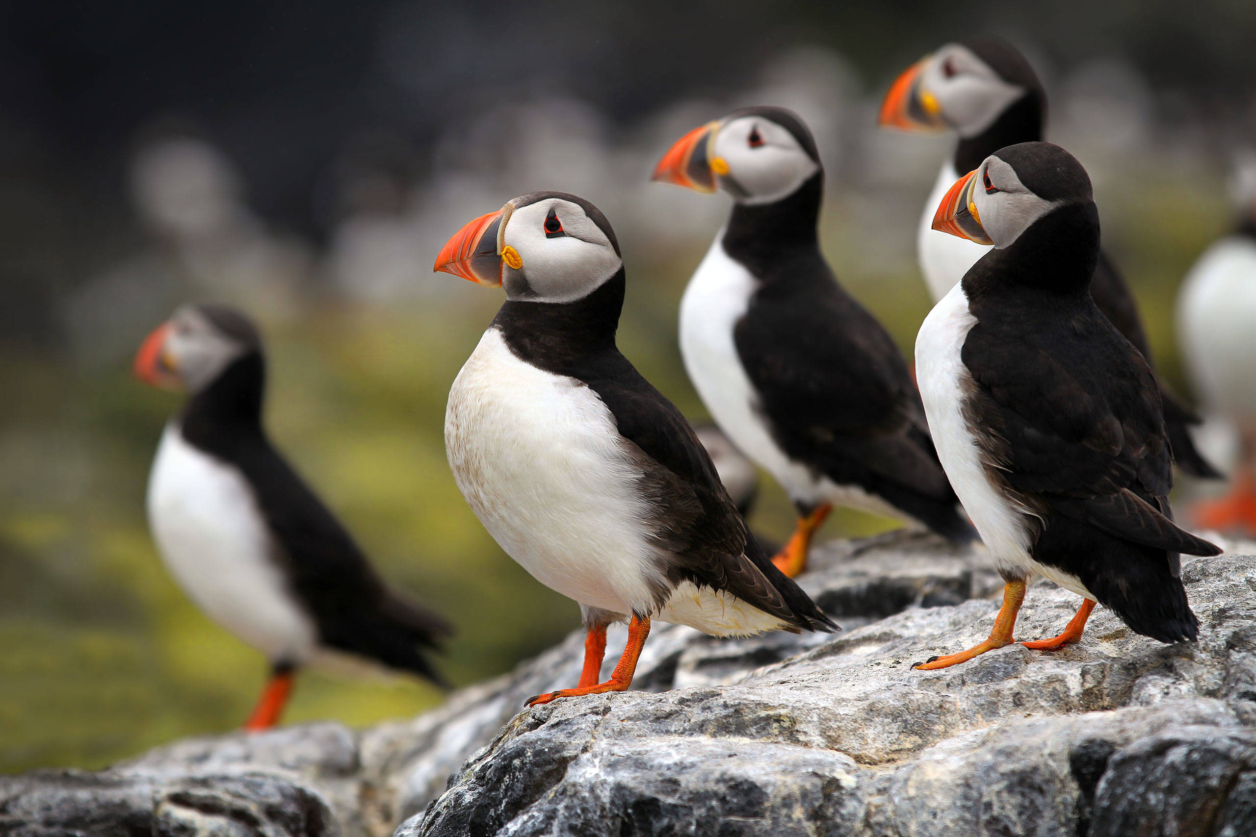 Puffins on a cliff