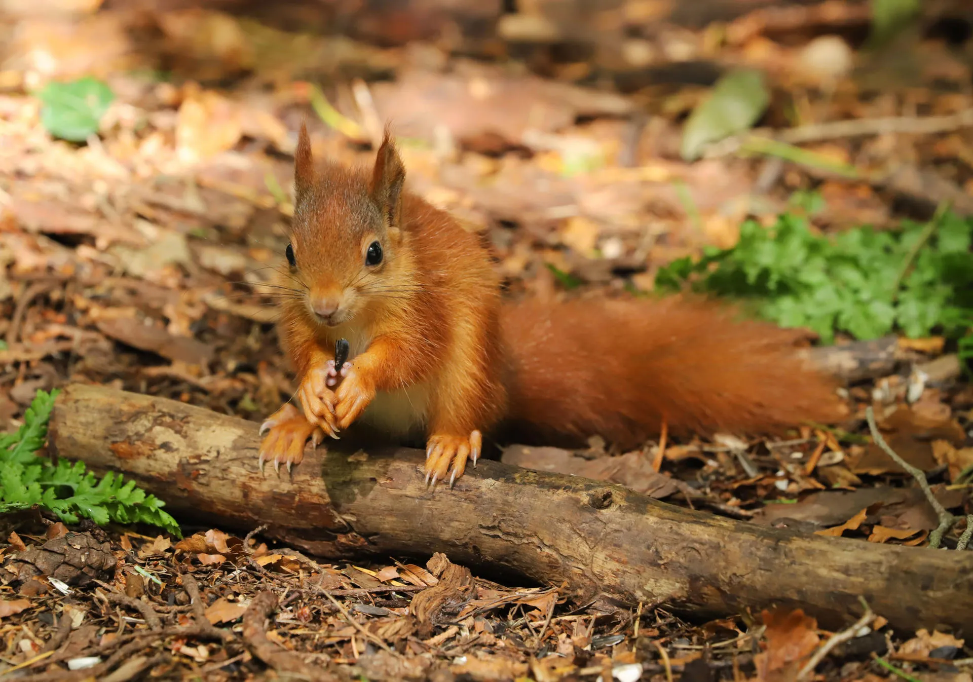 Red Squirrel standing on a large twig on the forest floor.