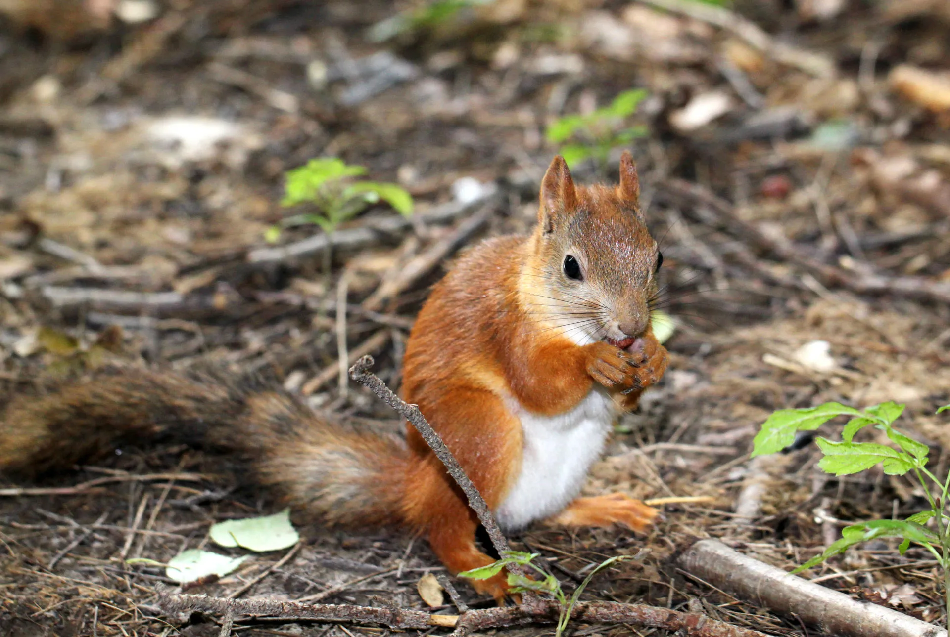 Red squirrel sitting in foliage eating an acorn.
