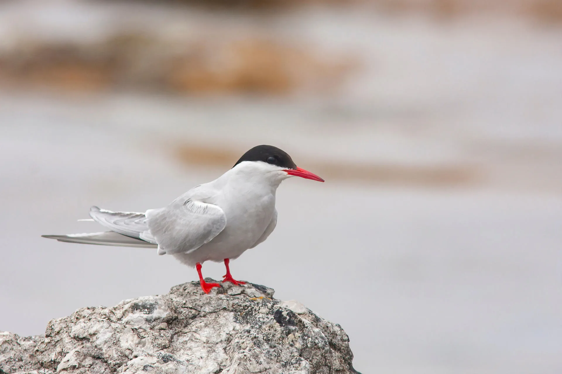 A Tern with distinctive white plumage, black head and orange feet and beak .